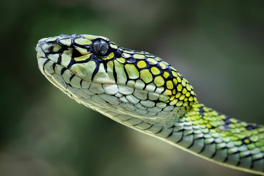 Close-up side view of the head of a Sumatran palm pit viper (Parias sumatranus), Indonesia