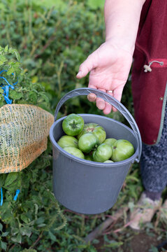 Close-up of a senior woman standing in a garden holding a plastic bucket filled with freshly picked green tomatoes