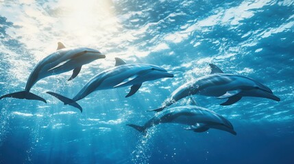 Naklejka premium Aerial View Dolphins in the Ocean.