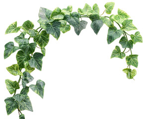 Vibrant green ivy vine arrangement space botanical isolated on transparent background
