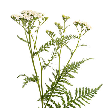 yarrow fern flower in Transparent Background Yarrow Plant with White Flowers and Fernlike Foliage Against Transparent Background