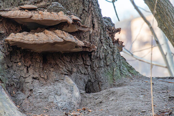 Image of a decaying tree trunk partially covered by vibrant green moss, hinting at an outdoor...