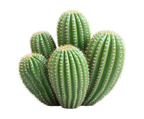 Cactus growth stages desert botanical natural isolated on transparent background