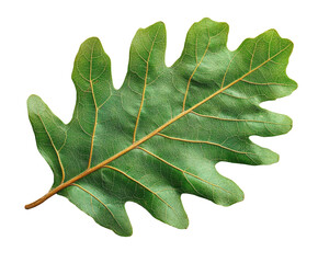 Captivating oak leaf nature botanical greenery isolated on transparent background