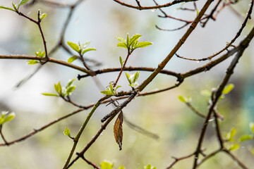A close-up of a spring tree branch, adorned with leaves in various growth stages, with a small bird perched in the top right corner The background is soft and blurred, focusing on the vibrant greens