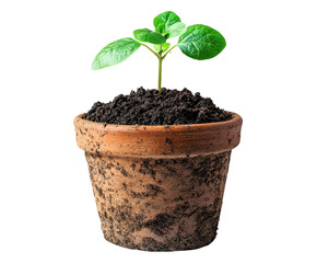 Growing plant in terracotta pot garden nature isolated on transparent background