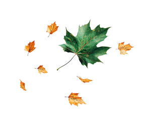 Falling leaves action nature leaf elements isolated on transparent background