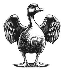 Vintage Hand-Drawn Engraving of a Majestic Duck with Wings Spread
