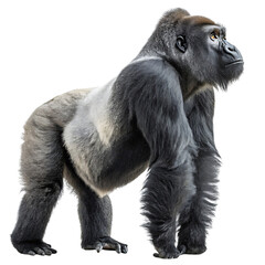 Majestic silverback gorilla in profile, showing its strength and impressive build with a strong stance in a minimalist setting