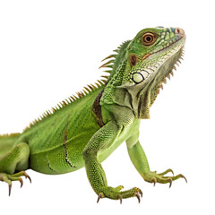 Obraz premium A striking green iguana with spiny features, captured in a confident pose against a clean Transparent Background