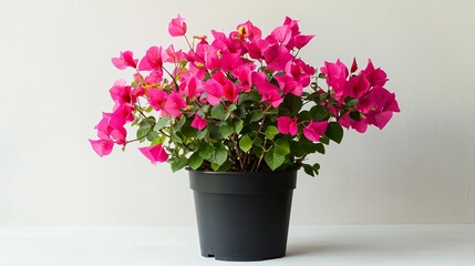 Fototapeta premium Vibrant Pink Bougainvillea Blooming in Black Pot Beautiful Lush Flowers Bright Summer Plant Home Decor Potted Plant Photography Garden Floral Image Bush Wall Life Life 
