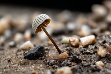 Tiny mushroom emerging from textured soil and rock fragments, close-up nature scene with natural light and organic textures
