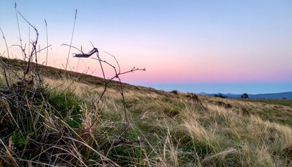 Windblown grass field at twilight with soft pink and blue skies and a piece of clothing tangled in a branch