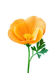 Naklejka premium Vibrant Orange Flower with Green Leaves on Transparent Background