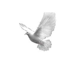 Fototapeta premium White Dove in Flight Elegant Peace Symbol Spiritual Bird Black Background Hope Calm Wings Grace 