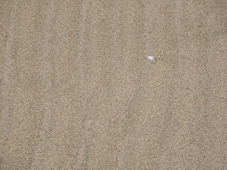 Smooth small purple shell on damp textured rippled Mediterranean beige beach sand with ripples, shadows, natural texture pattern, sunlit surface in Valencia, Spain. Summer background wallpaper.