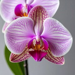A minimalist close-up of a pastel orchid