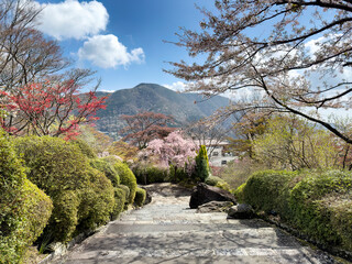 Public park in Japan during end of cherry blossom season