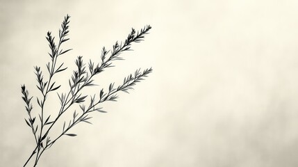 Obraz premium Delicate plant silhouette against soft backdrop