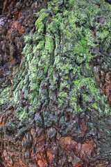  Close-up of the thick, rough bark of a tree, partially covered by vibrant green moss, ideal as a natural background texture.