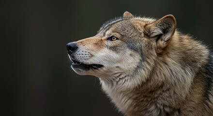 Fototapeta premium Majestic Gray Wolf Profile Closeup in Forest Setting