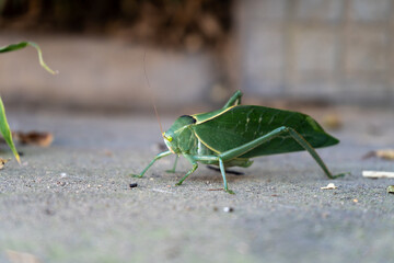 A close-up image of a green katydid insect, camouflaged as a leaf, walking on a concrete surface. The katydid’s body and wings perfectly mimic the shape and texture of a real leaf