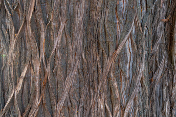 Close-up of the textured bark of a bald cypress tree (Taxodium distichum), featuring twisted,...