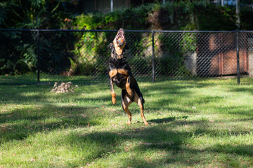 A huntaway dog leaps energetically in a fenced park, catching a red ball in his mouth.  