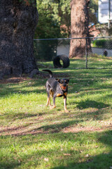 a happy dog standing in a park with a ball in his mouth