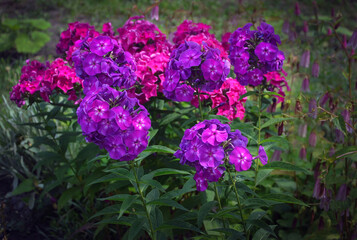 Lilac and crimson phloxes blooming in the garden.
