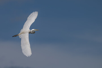 Great egret in flight against an overcast sky.