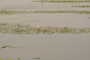 A body of water with a few birds on it