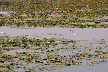 A bird flies over a pond with lots of lily pads
