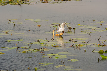 A bird is flying over a pond with lily pads
