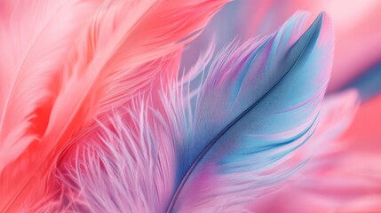 Fototapeta premium Pink and blue feathers, close-up, soft background, design texture