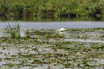 A bird is walking on a pond with green plants