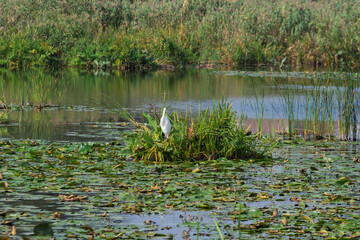 A bird is sitting on a small island in a pond
