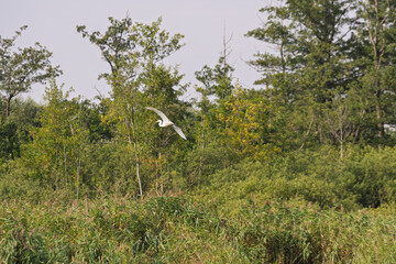 A white bird flies over a field of tall grass