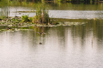 Obraz premium A bird is flying over a body of water