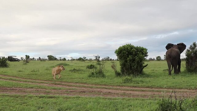 Powerful African elephant sprinting across golden savanna grasslands, evading menacing lion predator in dramatic wildlife chase sequence