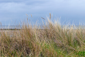 Golden Windblown Coastal Grasses on a Sandy Shoreline Against a Soft Sky