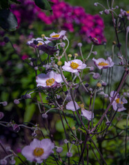 Japanese anemone against the background of other flowers blooming in the garden.