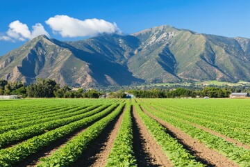 Lush green rows of crops stretch towards a mountain range under a vibrant blue sky  A landscape of agricultural fields and peaks