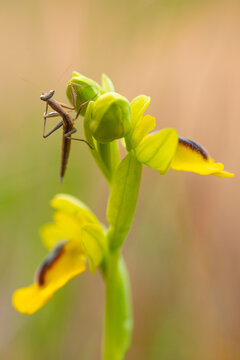 Lutea with mantis (parameles) on top in natural habitat