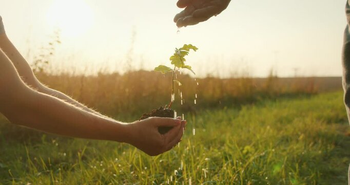 Water being poured on a small sapling held in hands at golden hour in a field