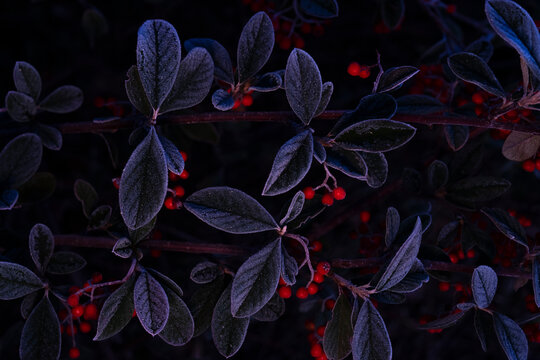Frosty cotoneaster leaves with vibrant red berries contrast