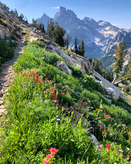 Path up a mountain pass in spring wtih wildflowers © Mckenzie