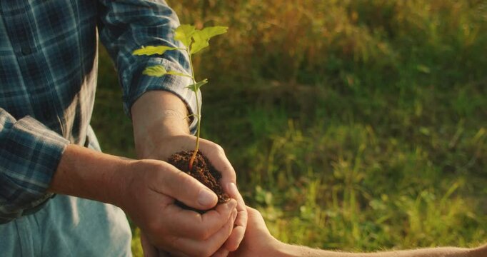 Older man passes young oak tree sapling to outstretched hands of girl in sunny field