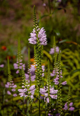 Close-up of soft purple flowers in the garden.