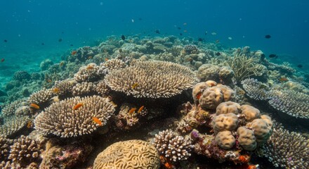 Naklejka premium Colorful fish swimming among various coral species on a healthy and vibrant underwater reef. Marine life and ocean ecosystem for nature and diving.